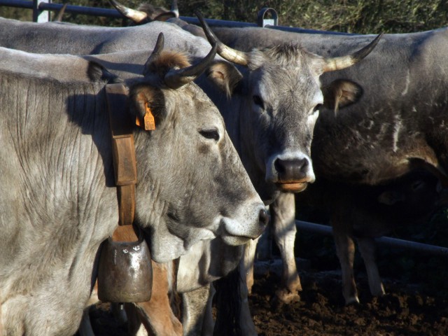Torna in Puglia la Mostra Nazionale dei bovini di razza Podolica