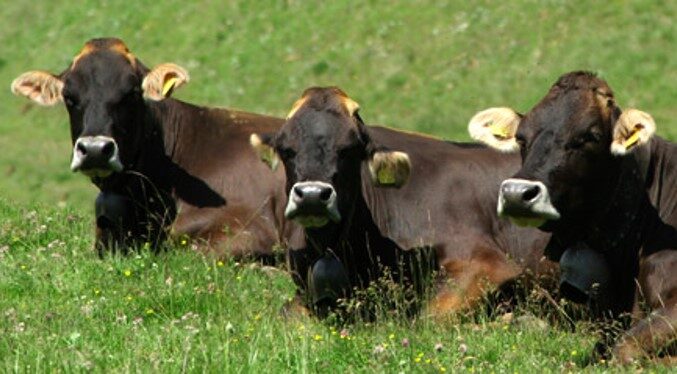 Bovine di razza Rendena, perfettamente adattate all’ambiente montano