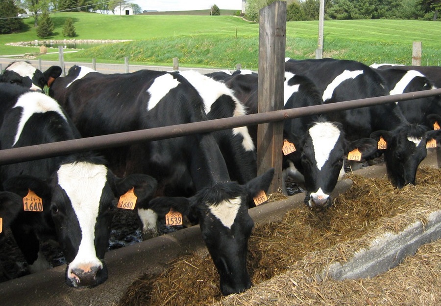 Indice di funzionalità epatica (LFI): potenziale predittore di resilienza delle bovine