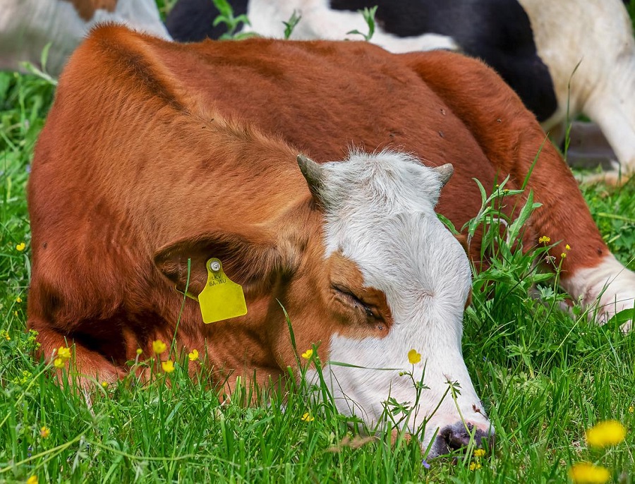 Tempo di riposo: indicatore di benessere nella vacca da latte
