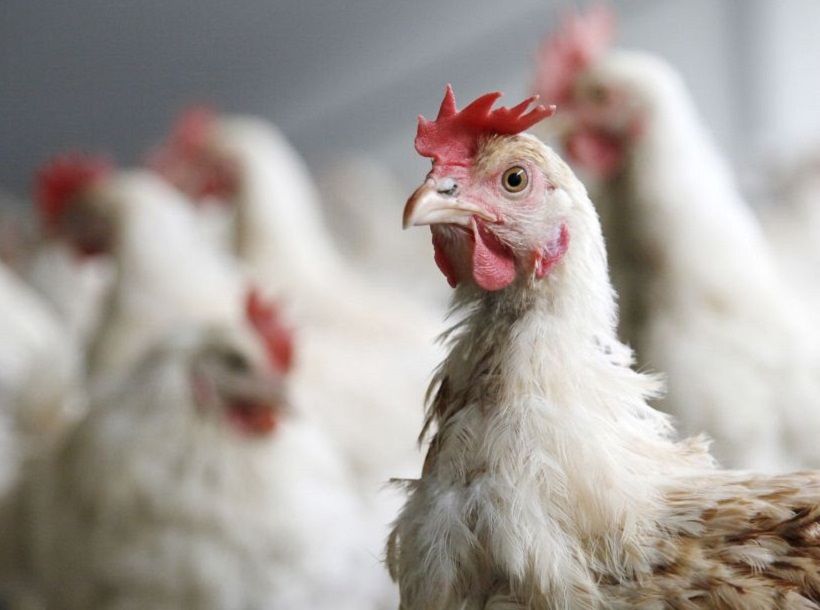 Antibiotici negli allevamenti intensivi: settore avicolo, ridotti dell’89% in meno di dieci anni