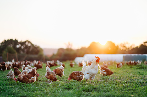 Benessere e salute nell’allevamento avicolo