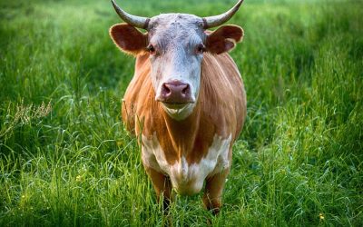 Revisione delle emissioni di metano dall’allevamento animale