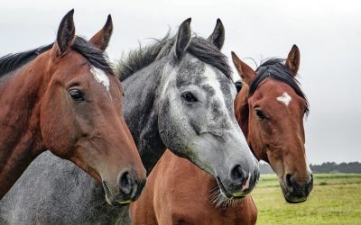 Benessere dei cavalli: meglio in scuderia che allo stato brado