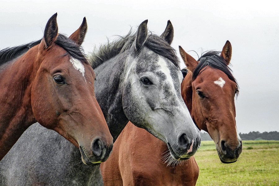 Benessere dei cavalli: meglio in scuderia che allo stato brado
