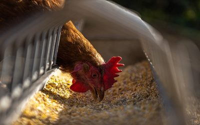 Benessere animale allevamenti avicoli influenza positivamente il loro microbiota intestinale