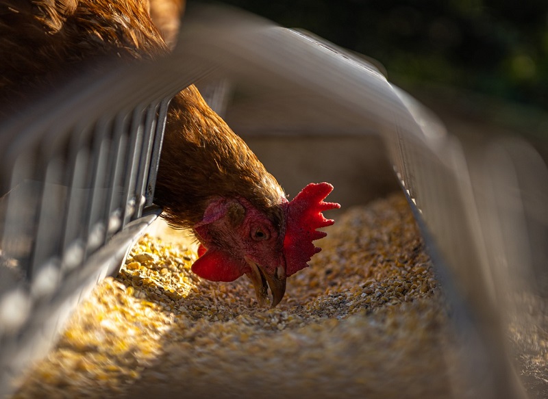 Benessere animale allevamenti avicoli influenza positivamente il loro microbiota intestinale