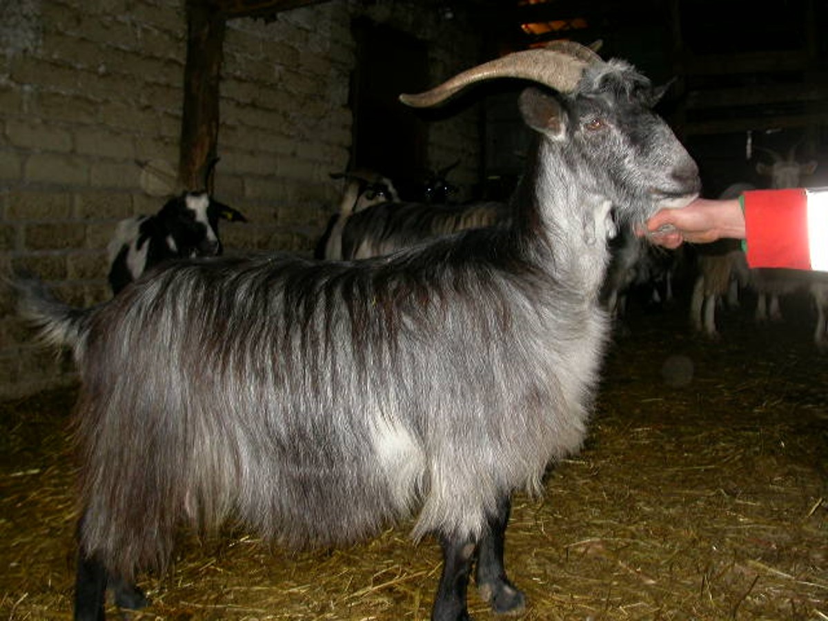 Grigia Molisana