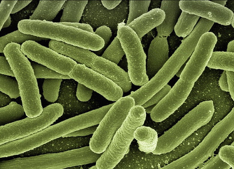Microbiota intestinale e salute