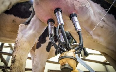 Dispositivo NIR per l’alimentazione di precisione negli allevamenti da latte