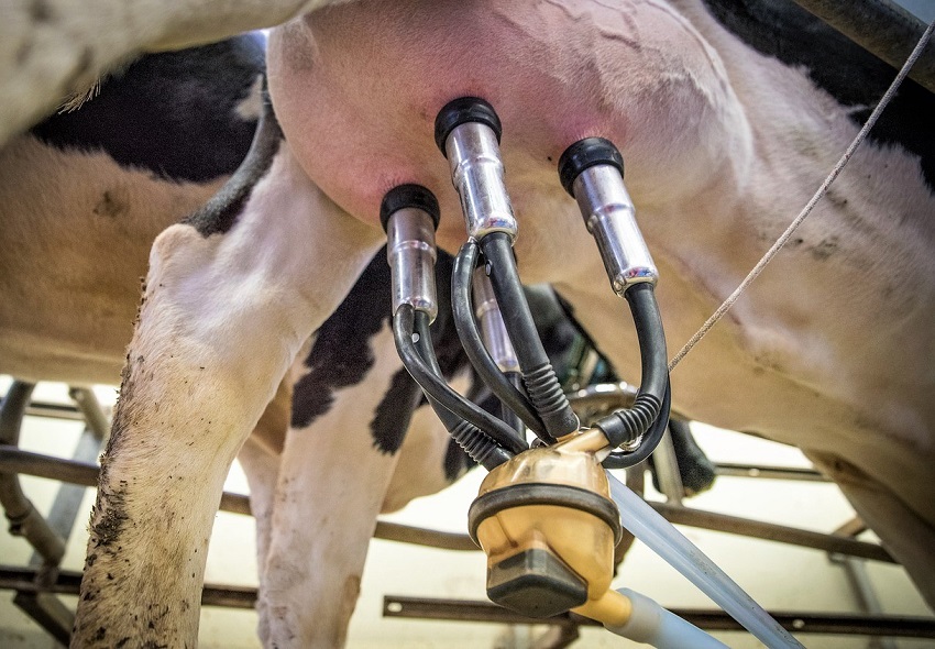 Dispositivo NIR per l’alimentazione di precisione negli allevamenti da latte
