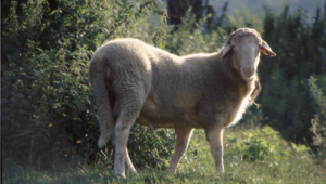 La razza ovina Fabrianese, amica dell’ambiente