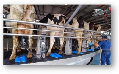 Benessere e zootecnia di precisione nell’allevamento della bovina da latte