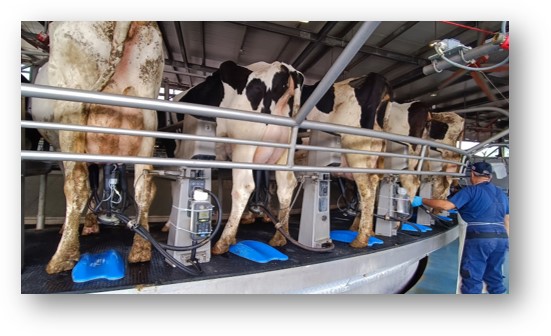 Benessere e zootecnia di precisione nell’allevamento della bovina da latte