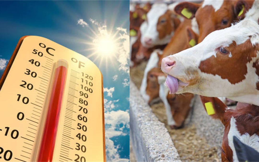 Indici bioclimatici per la valutazione dello stress da caldo nei ruminanti