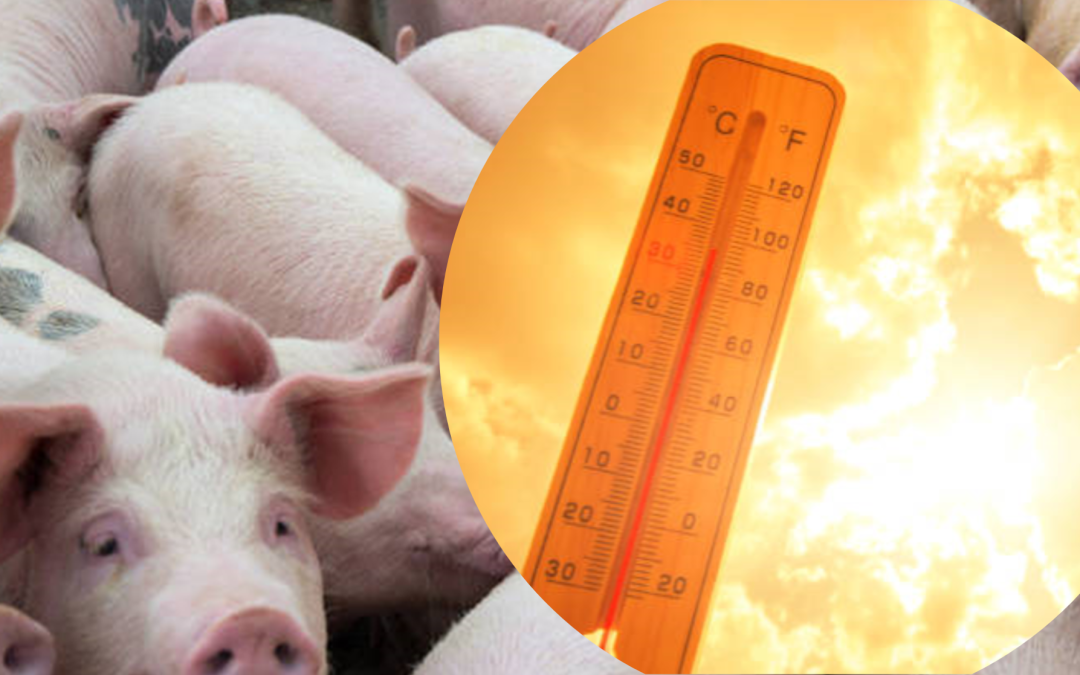 Indici bioclimatici per la valutazione dello stress da caldo nei monogastrici – parte I: I suini