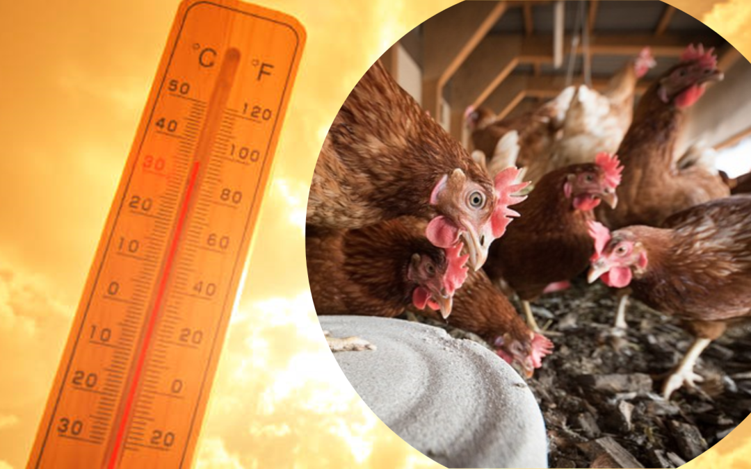 Indici bioclimatici per la valutazione dello stress da caldo nei monogastrici – parte II: Gli Avicoli
