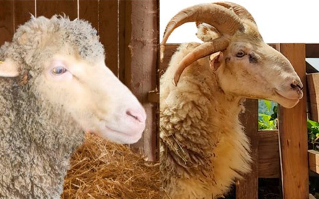 La pecora Quadricorna e la Quadrella, rustiche rappresentanti dei bioterritori: Le razze ovine figlie dei tratturi e della transumanza