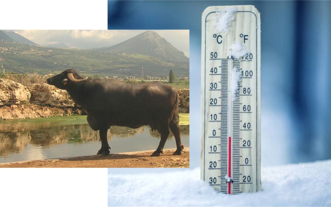 Lo stress da freddo nella bufala mediterranea italiana