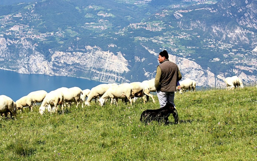 INTERFACCIA SELVATICO-DOMESTICO COME RISCHIO DI TRASMISSIONE DELLE MALATTIE INFETTIVE: ANALISI IN UN’AZIENDA FAUNISTICO-VENATORIA DEL CENTRO ITALIA