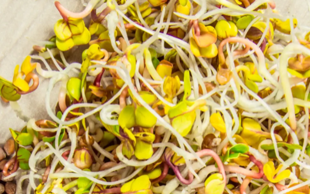 CiboCi è un nuovo alimento innovativo e funzionale