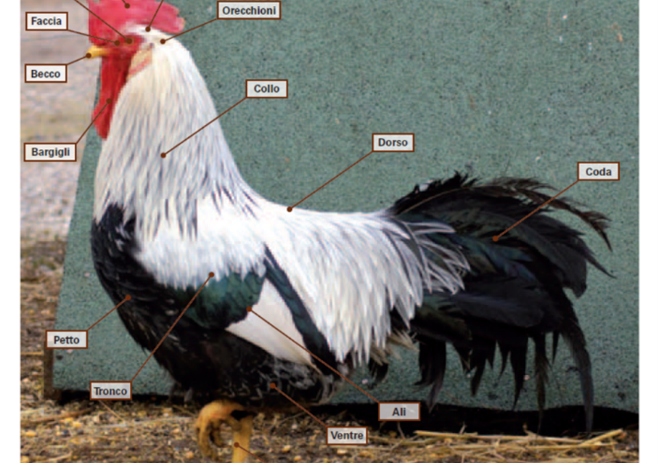 Parametri per la caratterizzazione fenotipica delle specie avicole