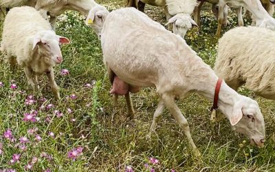 Autoctonia: il valore delle radici