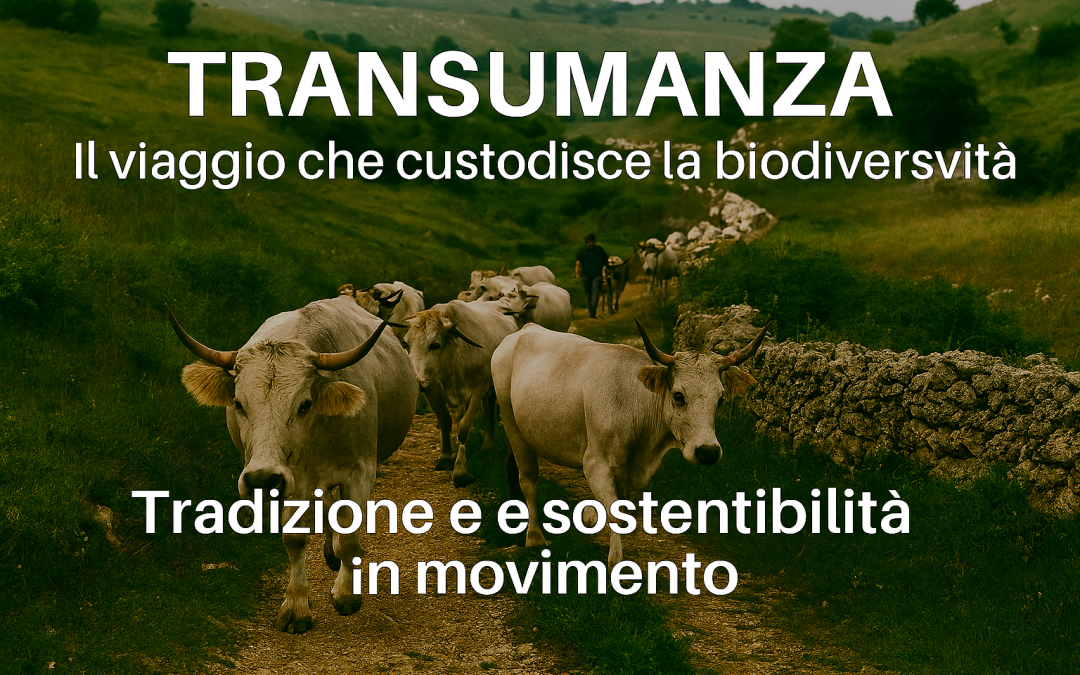 Transumanza: il viaggio che custodisce la biodiversità